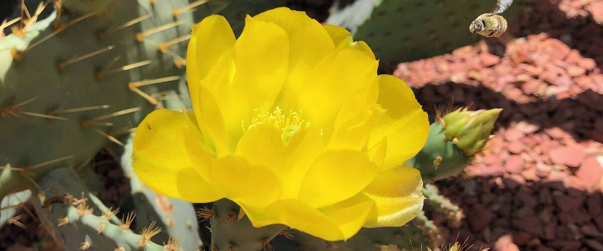 Cactus flowers in bloom! So vibrant and beautiful, but sadly only last a day! Also, pictured is a bee flying toward the flower! Love this desert living and all it has to offer
May 2019
#Culture
#CulturePhotoContest
