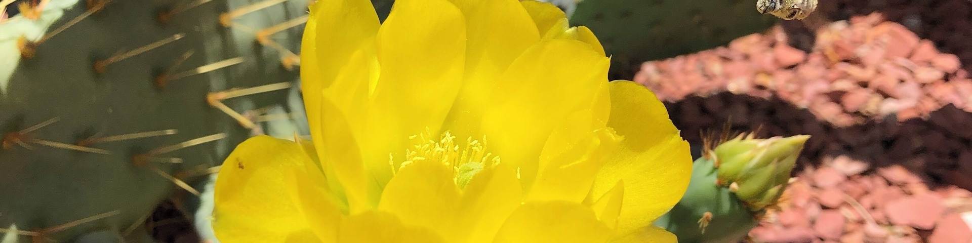 Cactus flowers in bloom! So vibrant and beautiful, but sadly only last a day! Also, pictured is a bee flying toward the flower! Love this desert living and all it has to offer
May 2019
#Culture
#CulturePhotoContest