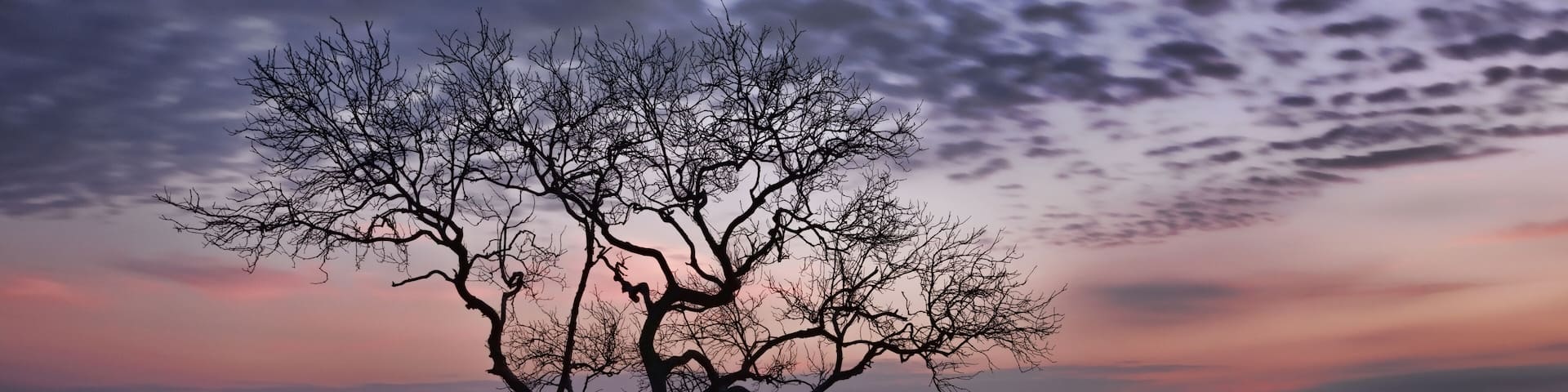 Silhouette of mangrove tree in shallow water during beautiful pastel sunrise