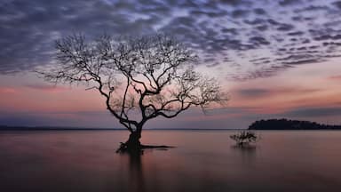 Silhouette of mangrove tree in shallow water during beautiful pastel sunrise