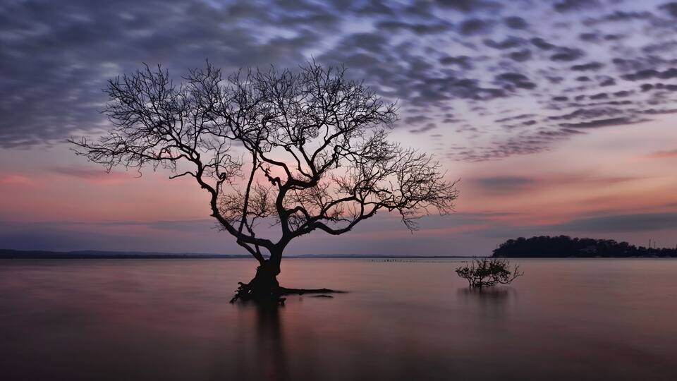 A solitary tree in a body of water with a sunset sky.