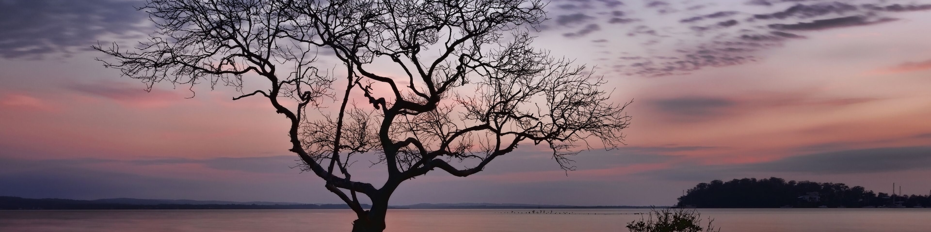 Silhouette of mangrove tree in shallow water during beautiful pastel sunrise