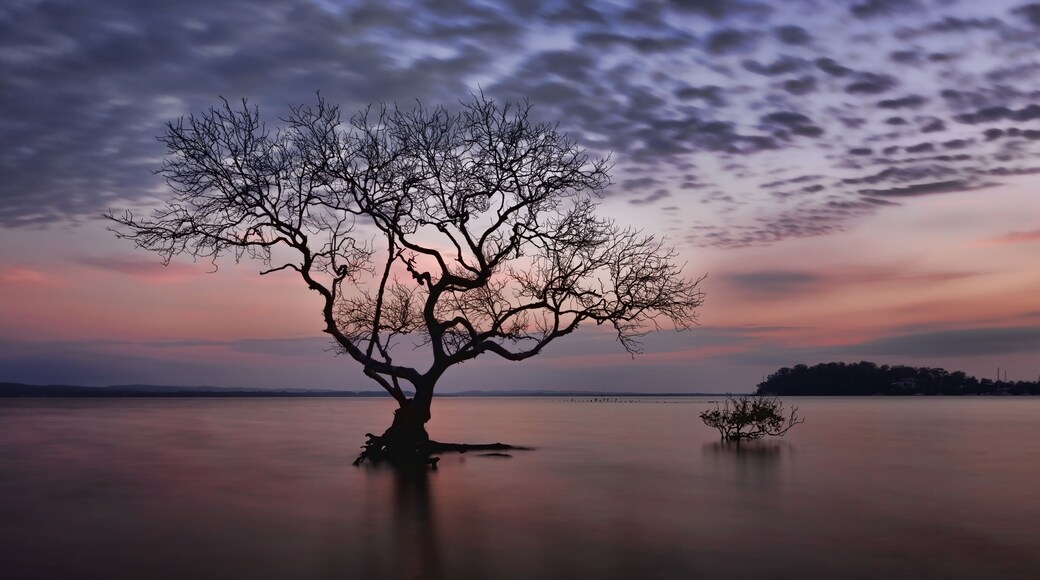 Silhouette of mangrove tree during beautiful sunrise, Salamander Bay, Port Stephens, NSW
