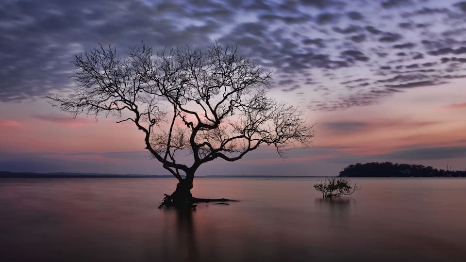 A solitary tree in a calm body of water during sunset.