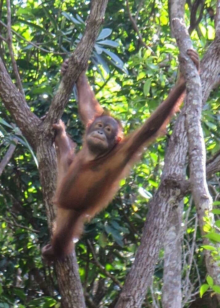 If you're short on time, a visit to this hotel will allow a one hour Orang-utan viewing for MYR65