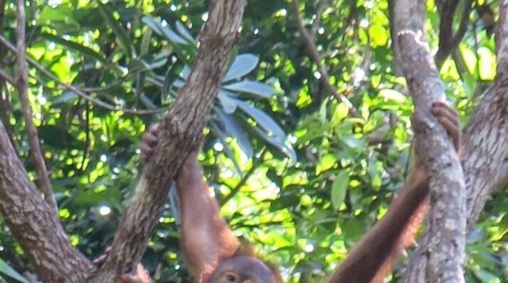 If you're short on time, a visit to this hotel will allow a one hour Orang-utan viewing for MYR65