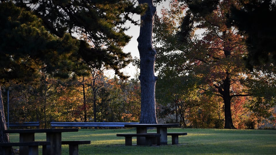 bench in autumn park at early morning time in east texas