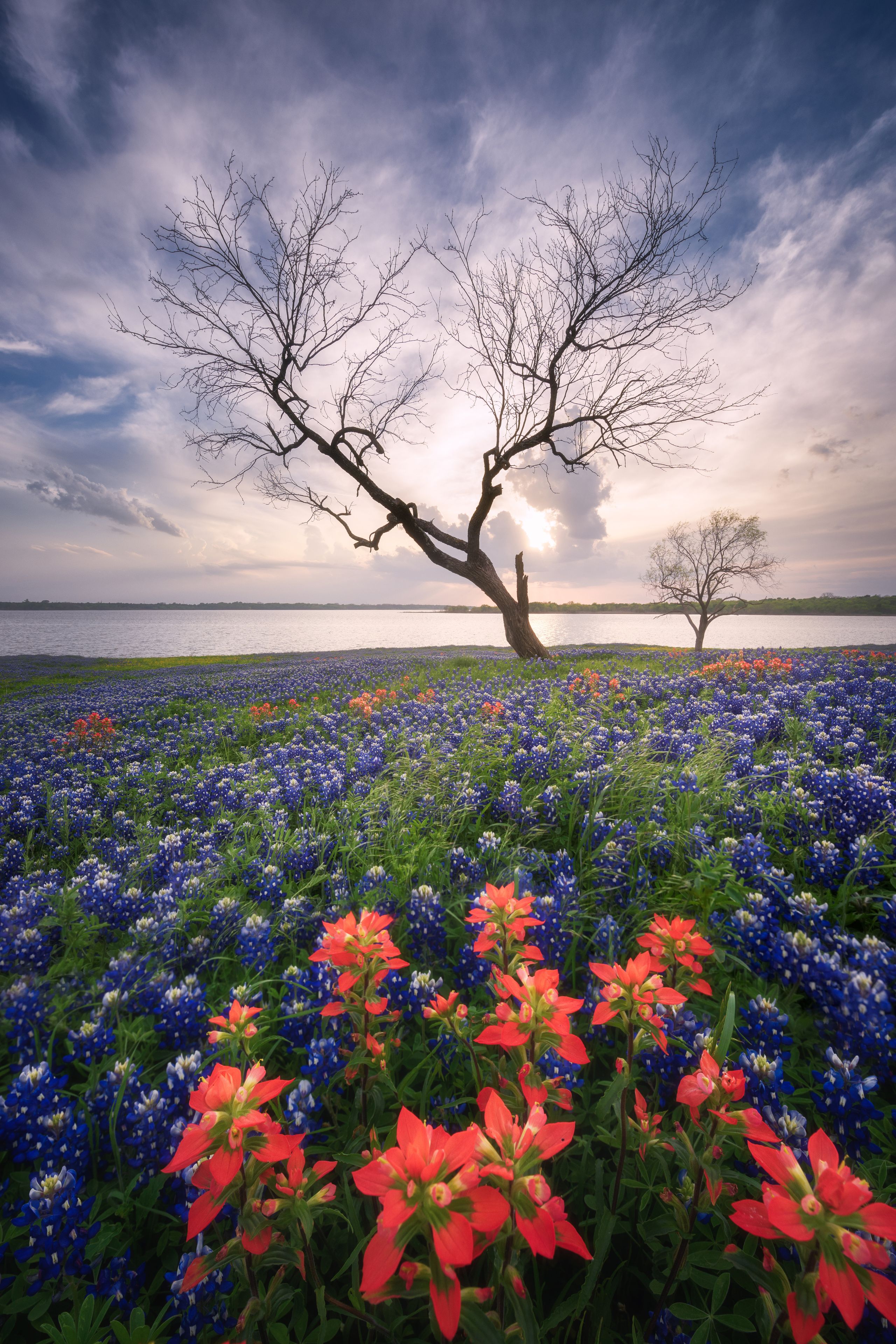 A field of blue and red flowers with two leafless trees against a cloudy sky.
