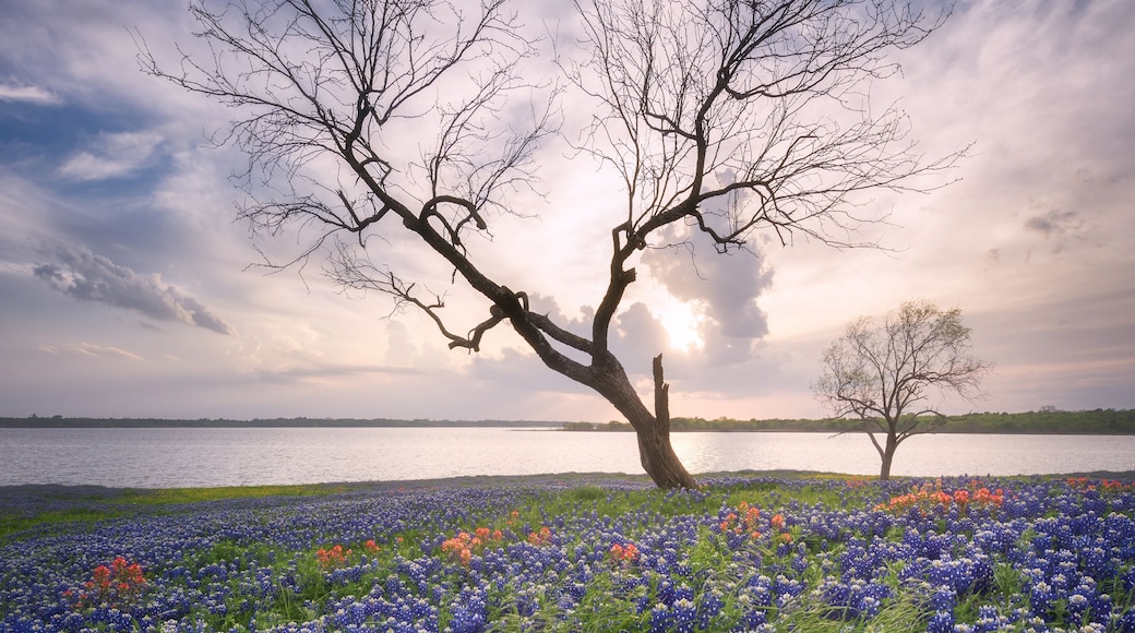 A field of blue and red flowers with two leafless trees against a cloudy sky.