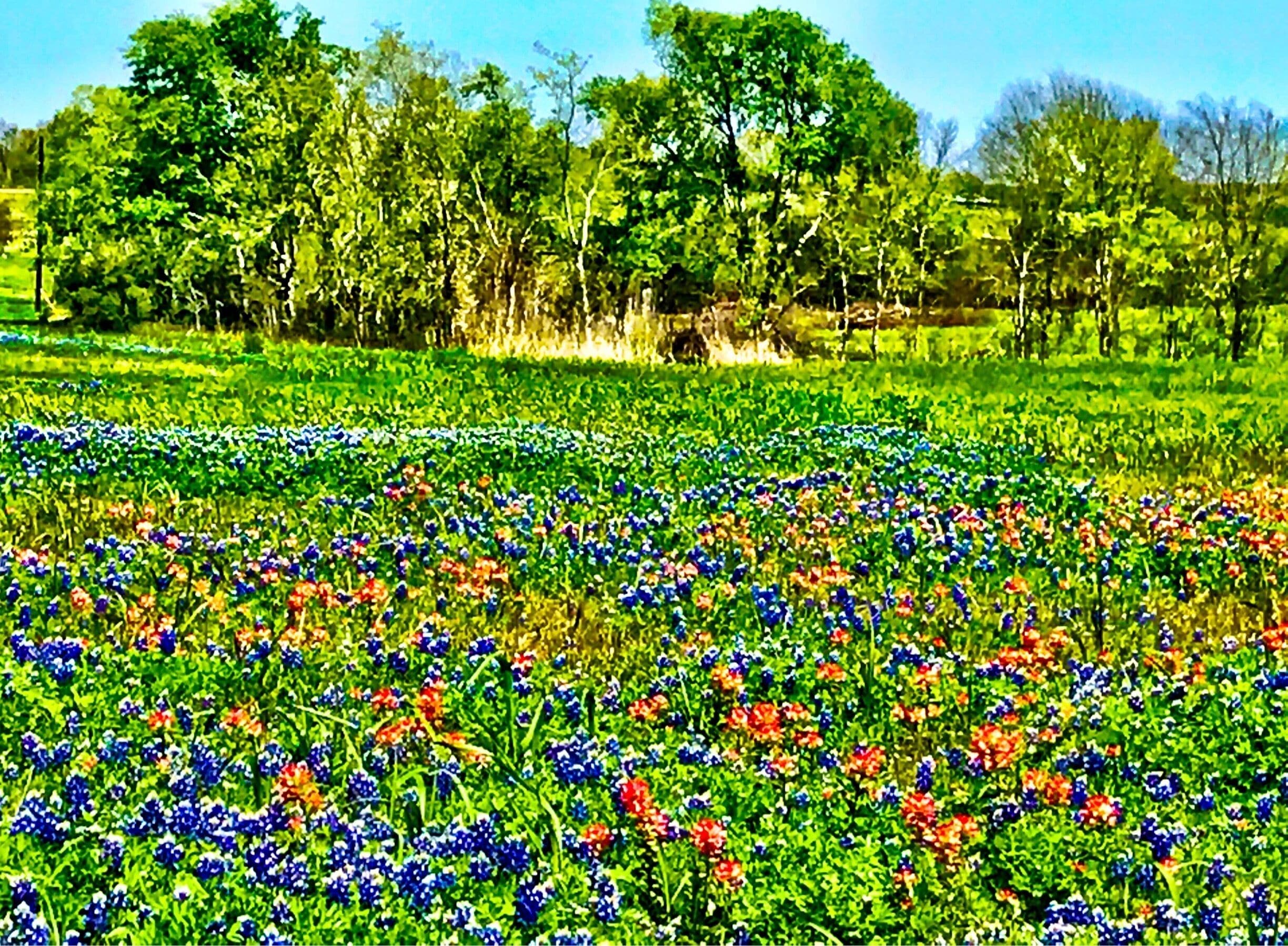 Texas wild flowers on a beautiful Spring day 
#green