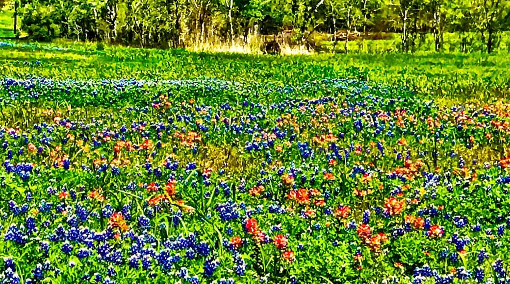 Texas wild flowers on a beautiful Spring day
#green