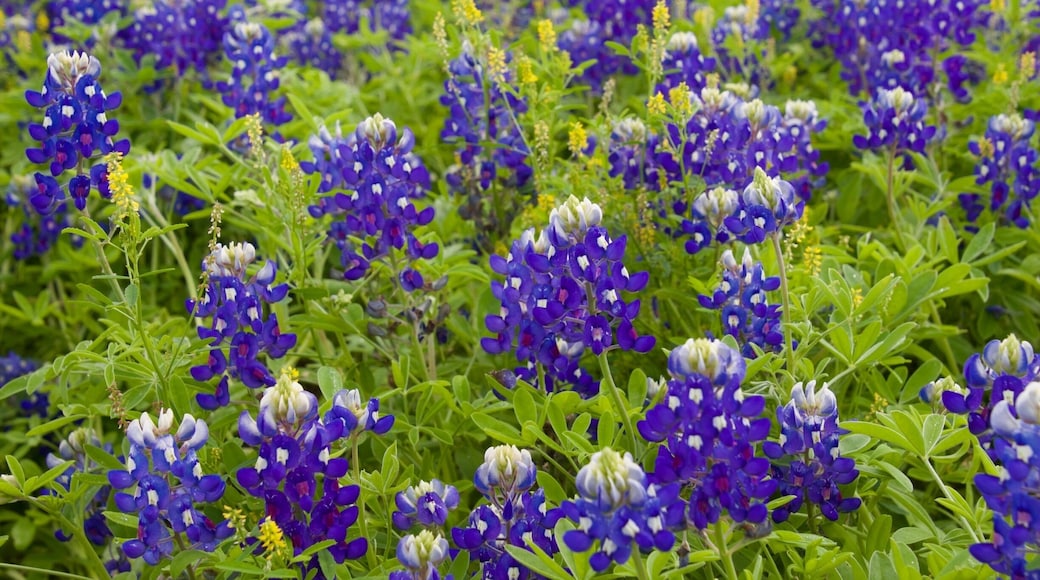Texas Bluebonnets!