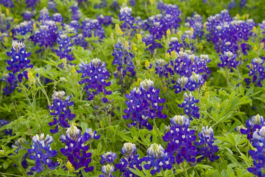 Texas Bluebonnets!