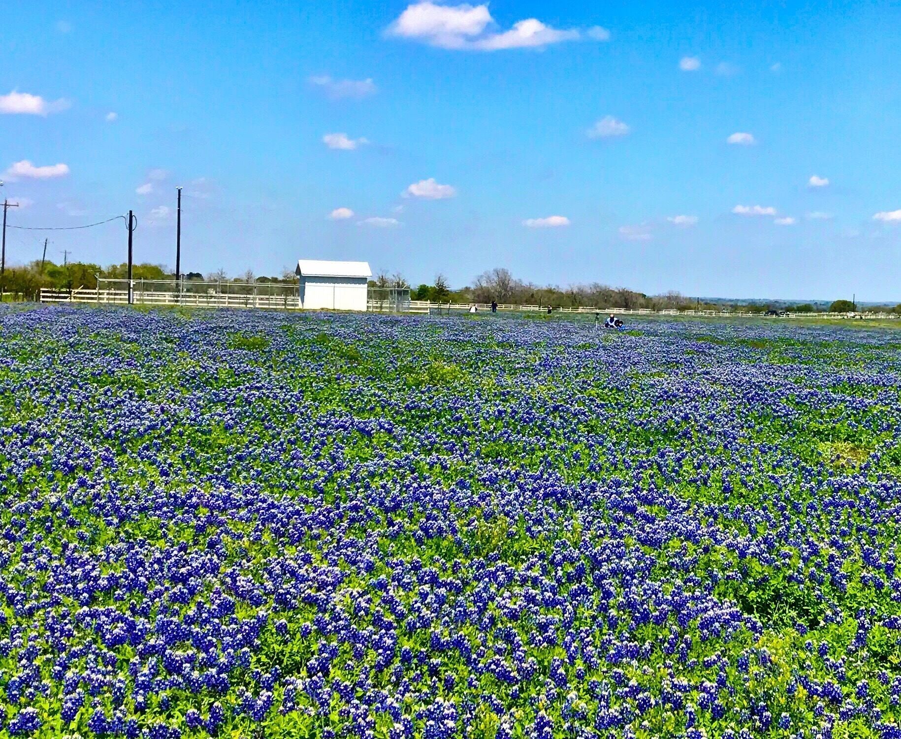 Texas Bluebonnets in bloom on Indian Paint Brush Road near  Brenham, Texas.