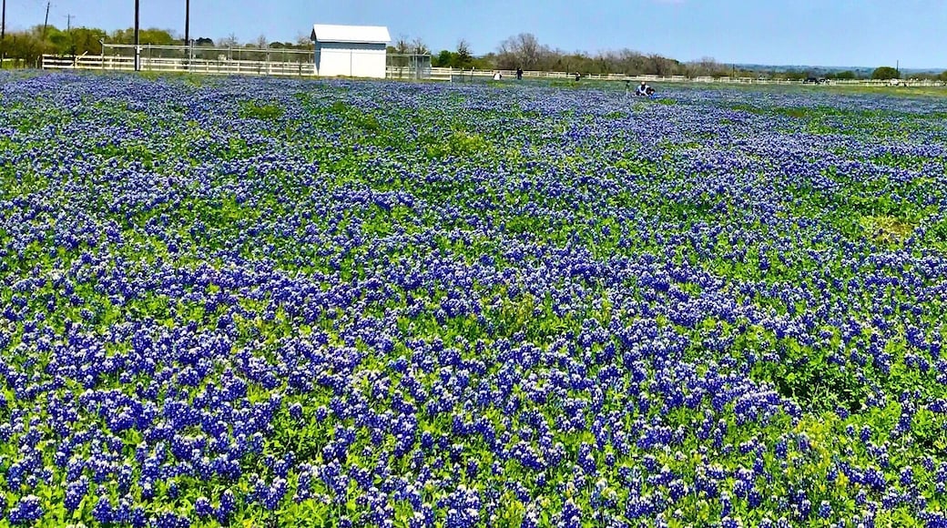 Texas Bluebonnets in bloom on Indian Paint Brush Road near Brenham, Texas.