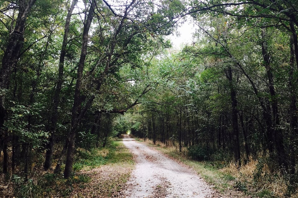 A dirt path surrounded by dense forest.