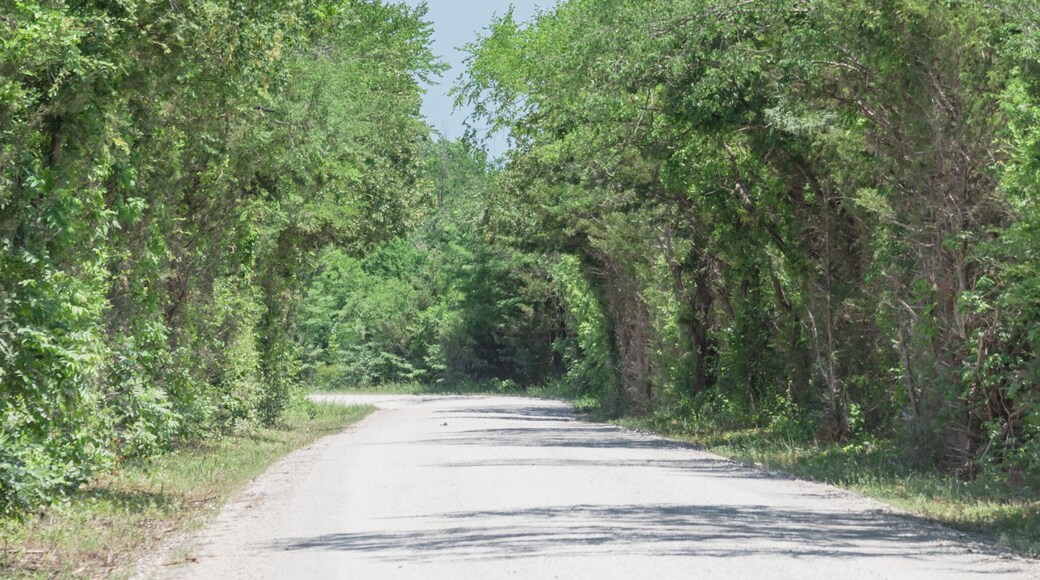 Panorama view country road lined with canopy of trees live oaks in Gainesville, TX, USA. America is an excellent green and clean country. Environmental and transportation background, surreal feeling