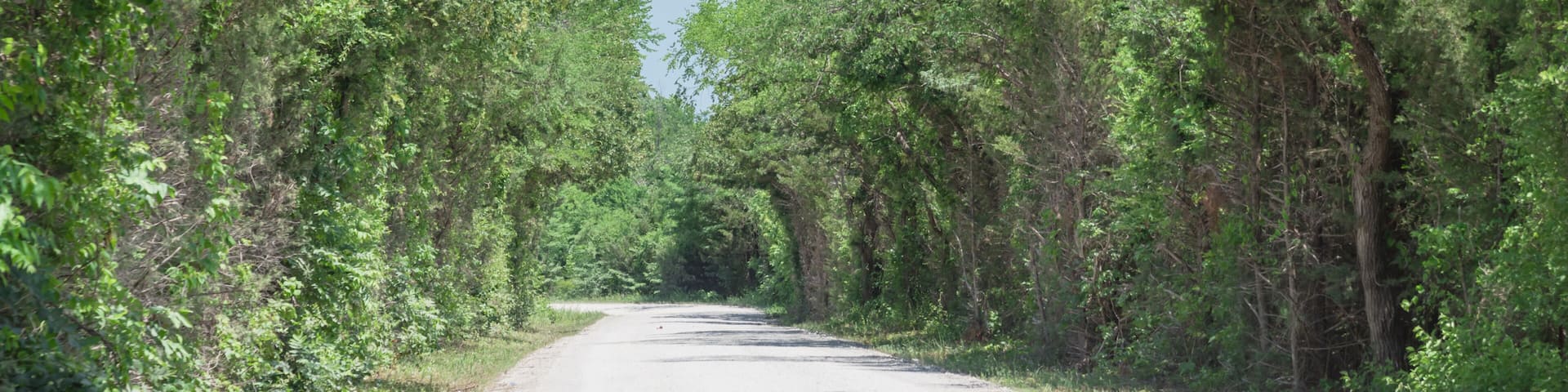 Panorama view country road lined with canopy of trees live oaks in Gainesville, TX, USA. America is an excellent green and clean country. Environmental and transportation background, surreal feeling