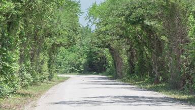 Panorama view country road lined with canopy of trees live oaks in Gainesville, TX, USA. America is an excellent green and clean country. Environmental and transportation background, surreal feeling
