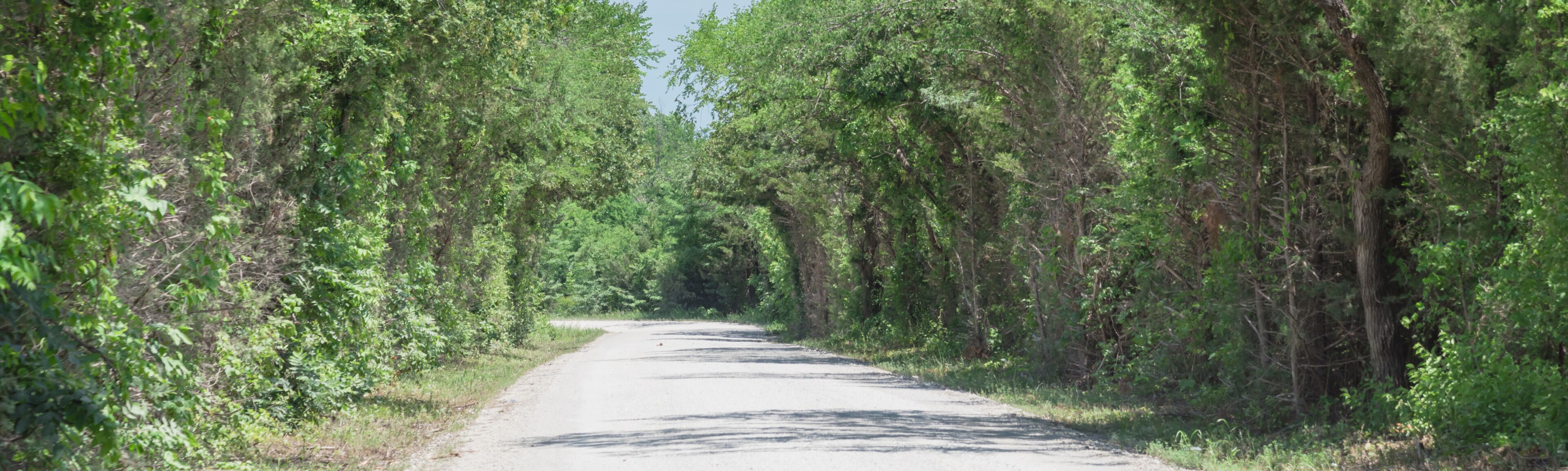 A rural road flanked by dense green foliage.