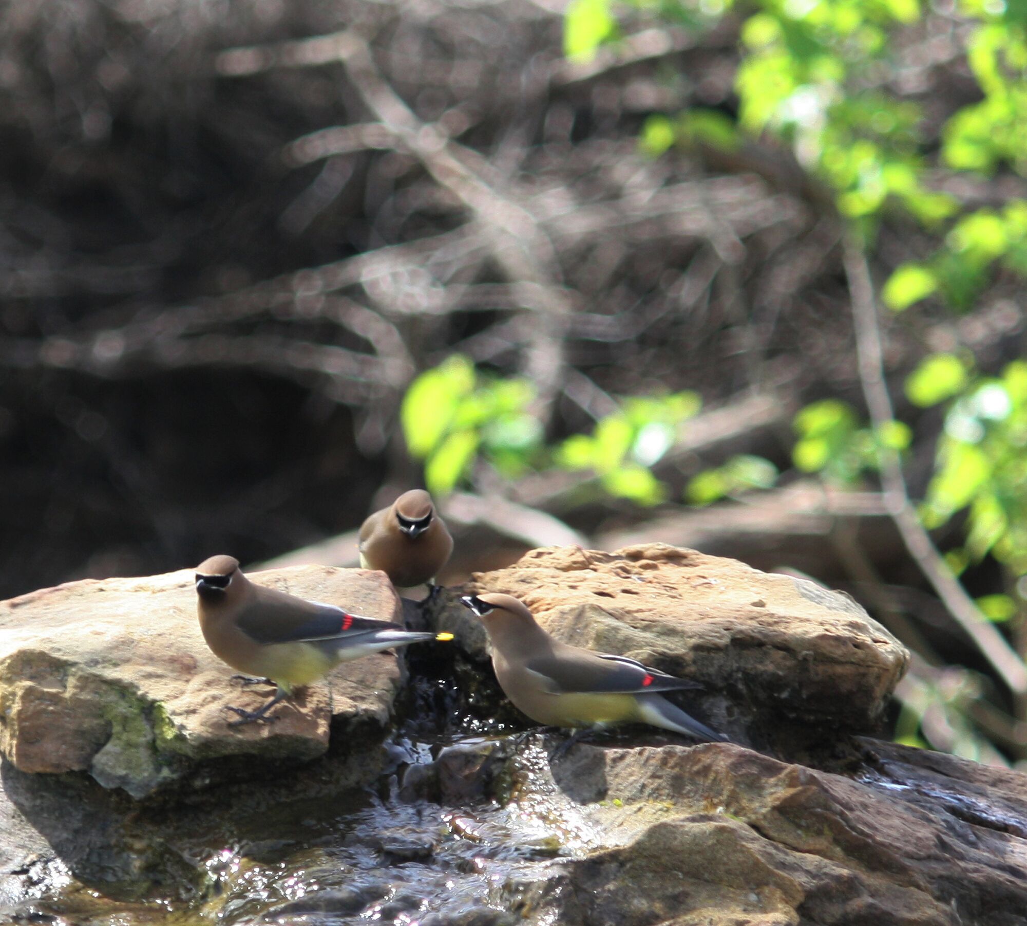 Acton Nature Center is unique because it offers plenty of hiking trails in an area of Texas that lacks vast outdoor roaming room.  The trails are easy.  Another unique feature is a building with large tinted windows that face a bird area.  If you are a photographer you will like the small holes cut out to get great shots.  