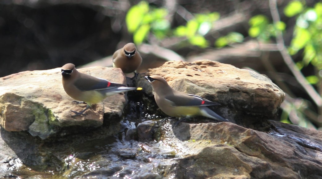 Acton Nature Center is unique because it offers plenty of hiking trails in an area of Texas that lacks vast outdoor roaming room. The trails are easy. Another unique feature is a building with large tinted windows that face a bird area. If you are a photographer you will like the small holes cut out to get great shots.