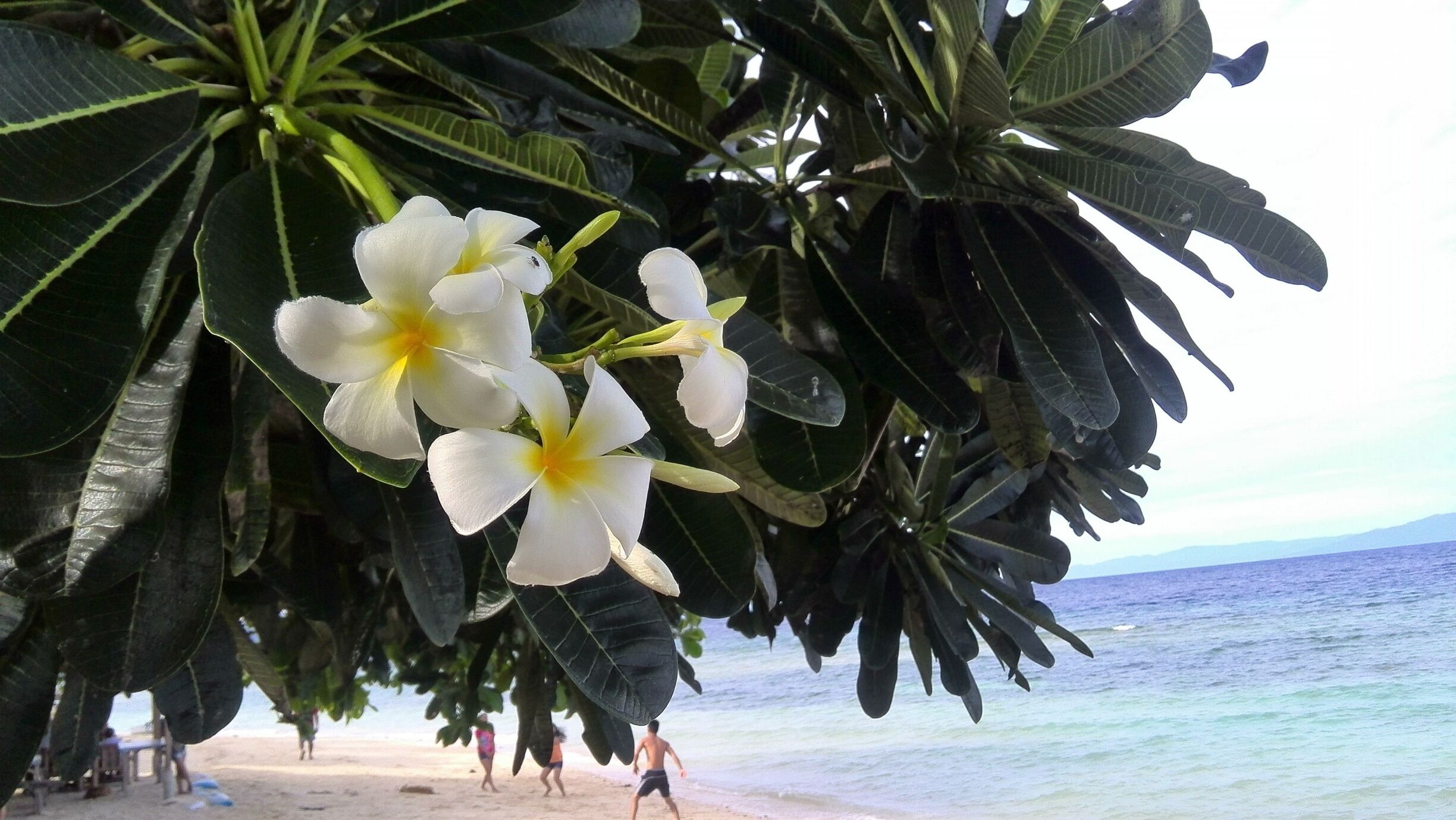 White as this flower is the sand. A fresh paradise slowly uncovering its beauty to #aquanderers like me.

#WellWandersDestination