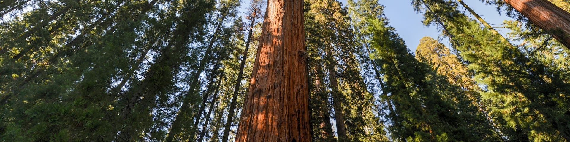 General Sherman Sequoia Tree