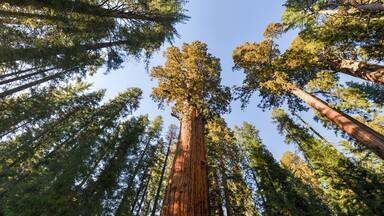 General Sherman Sequoia Tree