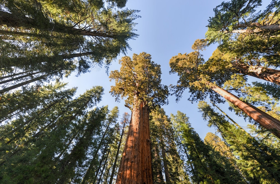 General Sherman Sequoia Tree