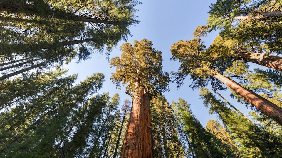 General Sherman Sequoia Tree