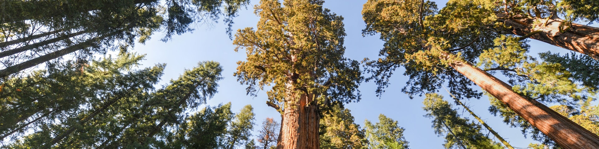 General Sherman Sequoia Tree