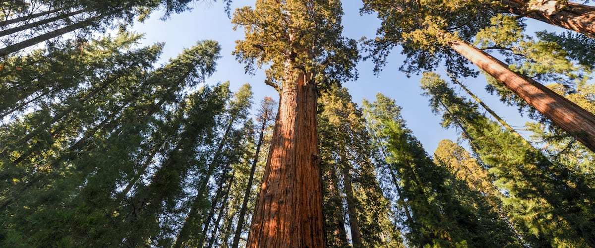 A towering redwood tree surrounded by a dense forest.