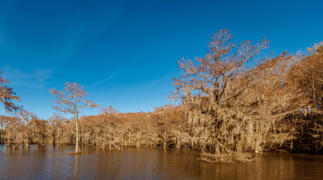 Cypress trees at Caddo Lake State Park, Eastern Texas near Louisiana border
