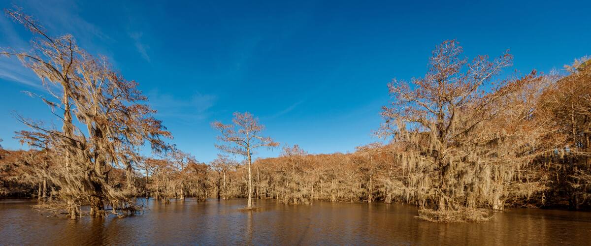 A swampy area with trees and water under a clear blue sky.