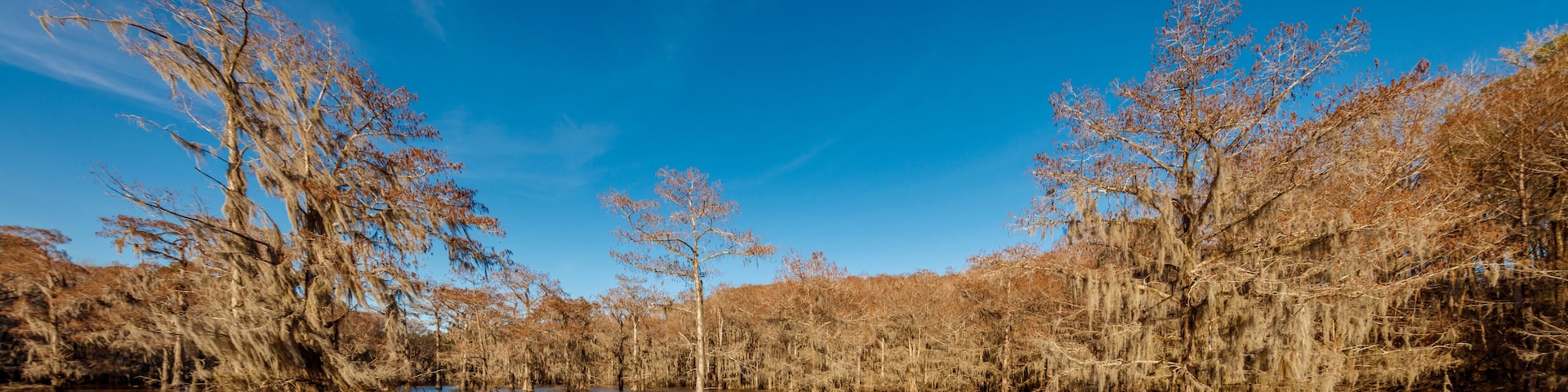 A swampy area with trees and water under a clear blue sky.