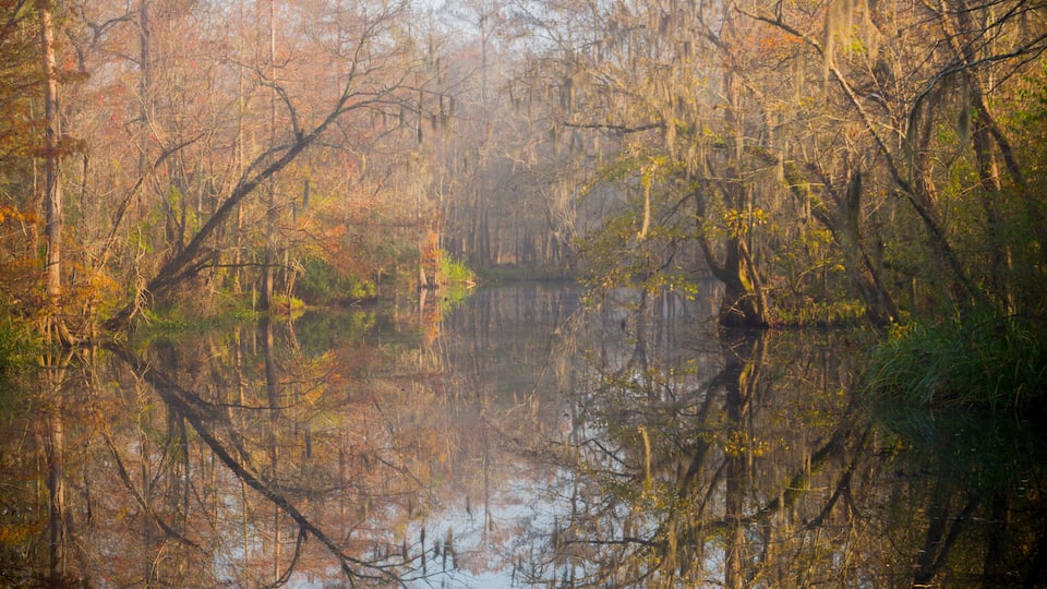 A serene swamp with dense trees and a calm water body reflecting the surroundings.