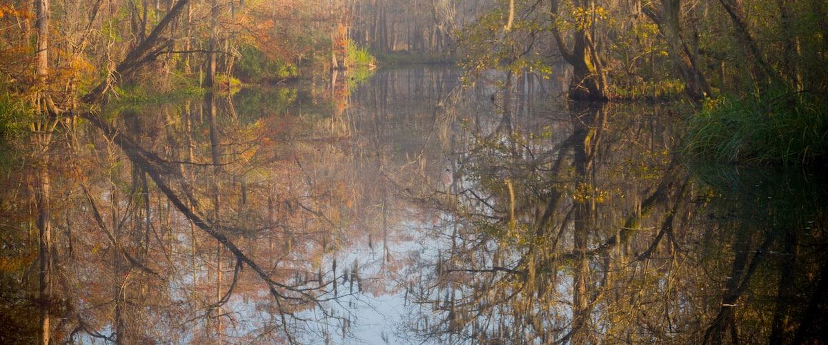 A serene swamp with dense trees and a calm water body reflecting the surroundings.