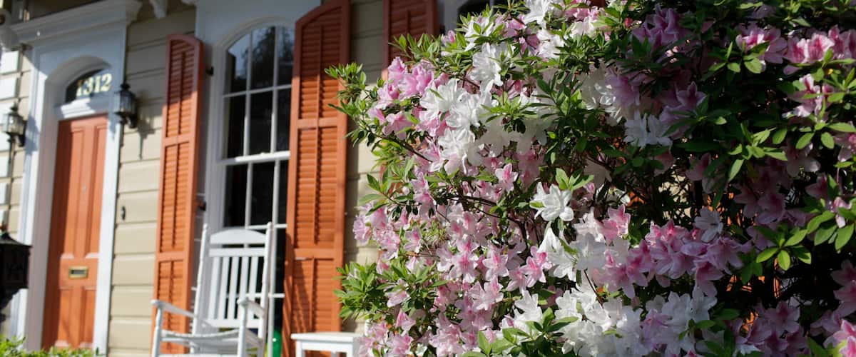 Colorful azaleas bloom in the Garden District of New Orleans creating a vibrant spring atmosphere