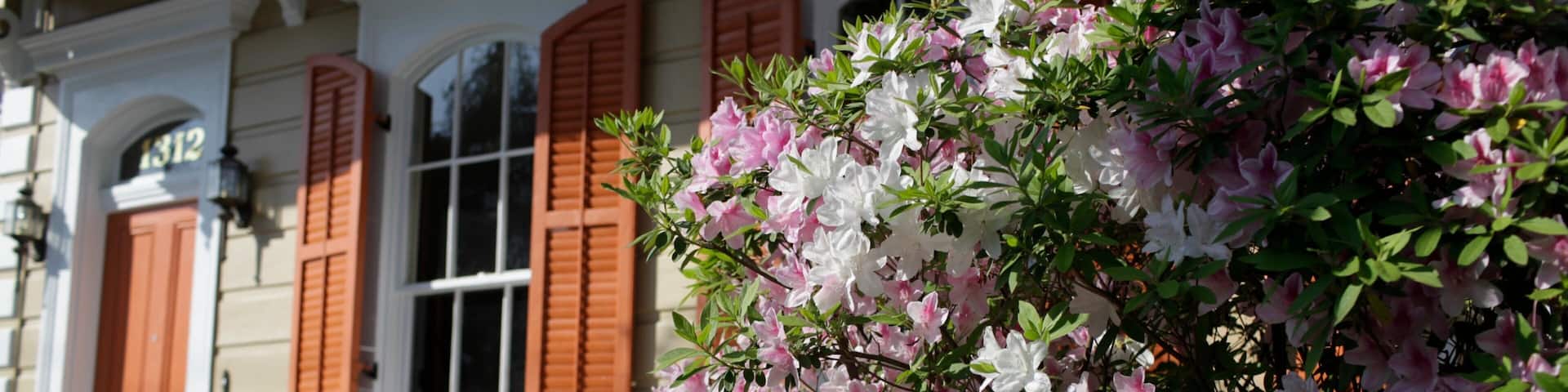 Colorful azaleas bloom in the Garden District of New Orleans creating a vibrant spring atmosphere