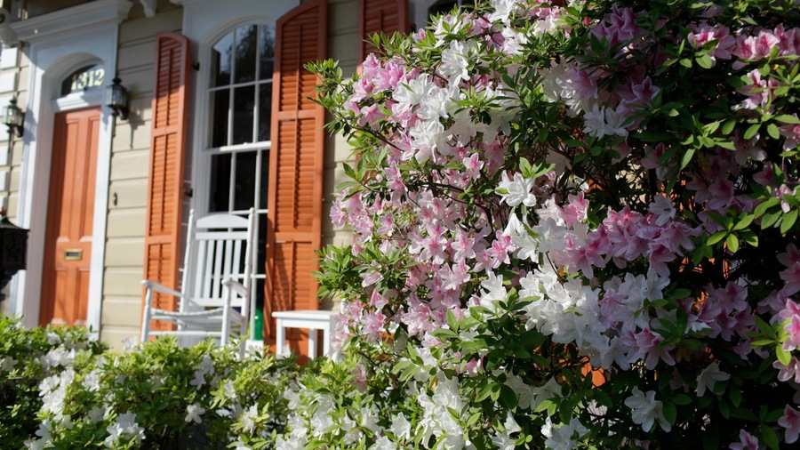 Colorful azaleas bloom in the Garden District of New Orleans creating a vibrant spring atmosphere