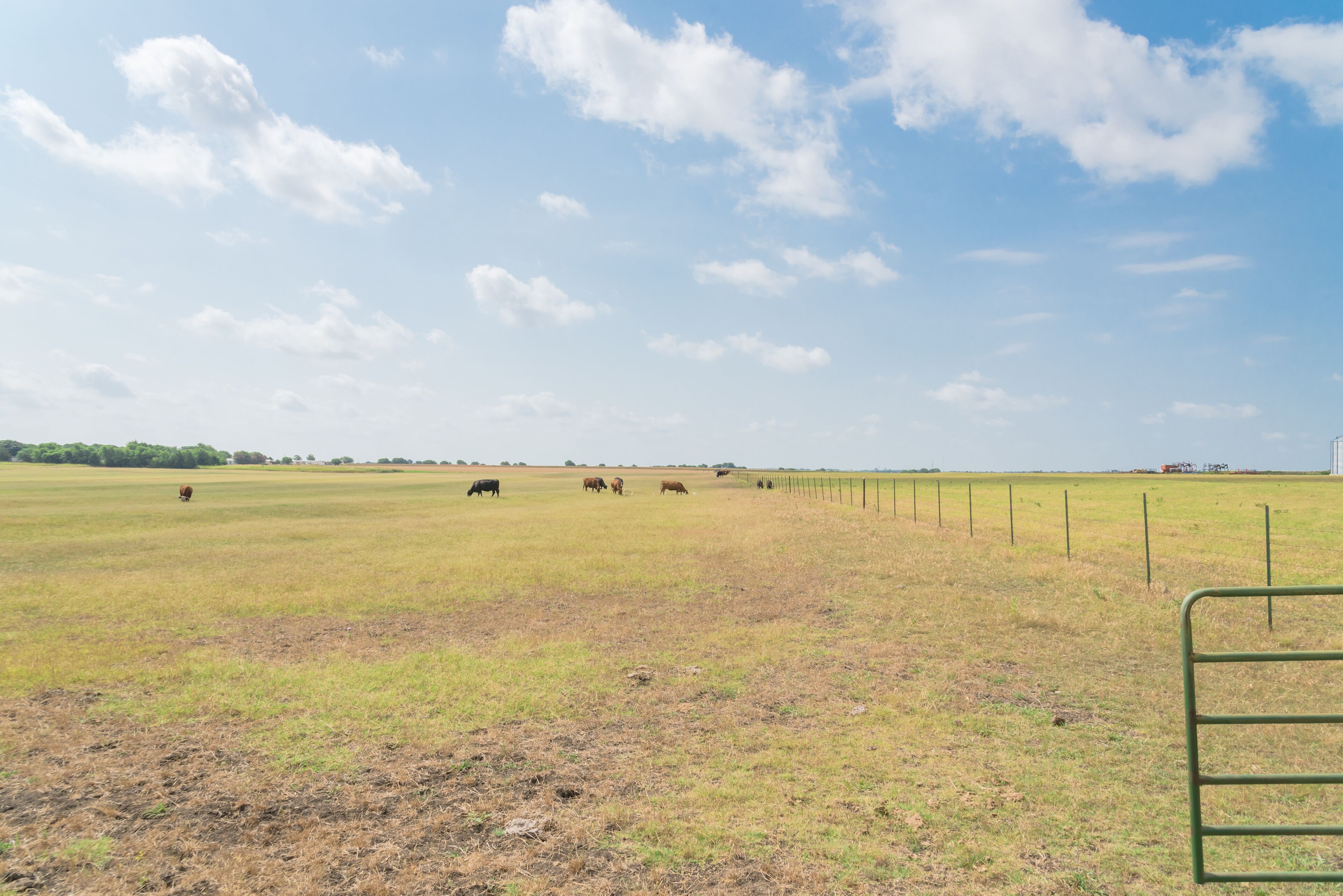 Huge ranch with gate, wire fence and group of cattle grazing grass on prairie in Waxahachie, TX, USA