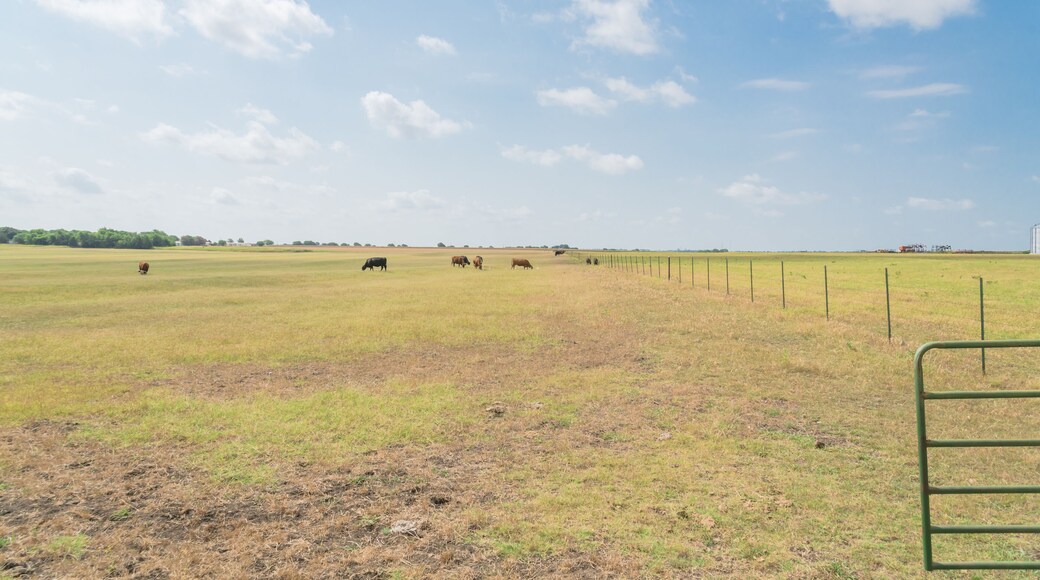 Huge ranch with gate, wire fence and group of cattle grazing grass on prairie in Waxahachie, TX, USA