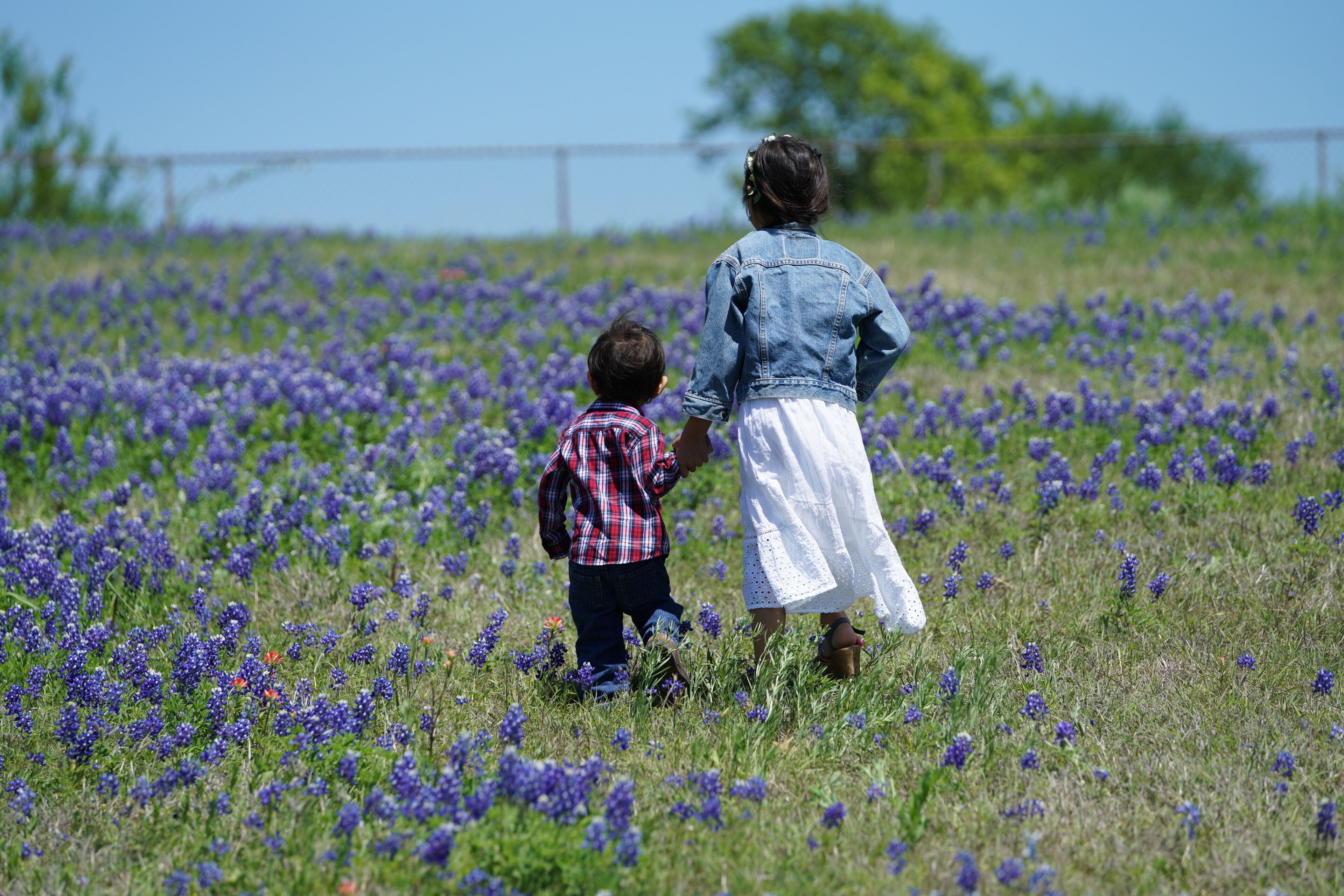 Boy and girl walking along Texas Bluebonnets trail during spring time around the Texas Hill Country