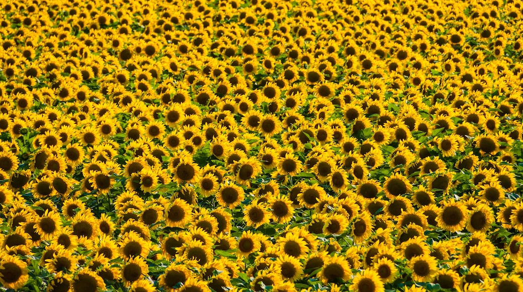Field of Giant Sunflowers (Helianthus annuus), Ennis, Texas, USA
