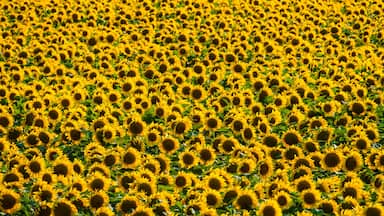 Field of Giant Sunflowers (Helianthus annuus), Ennis, Texas, USA
