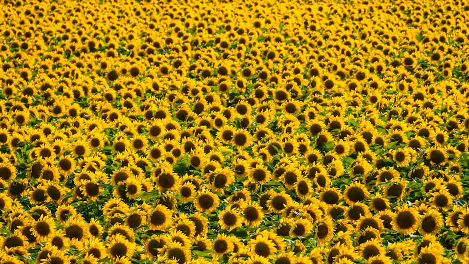 Field of Giant Sunflowers (Helianthus annuus), Ennis, Texas, USA