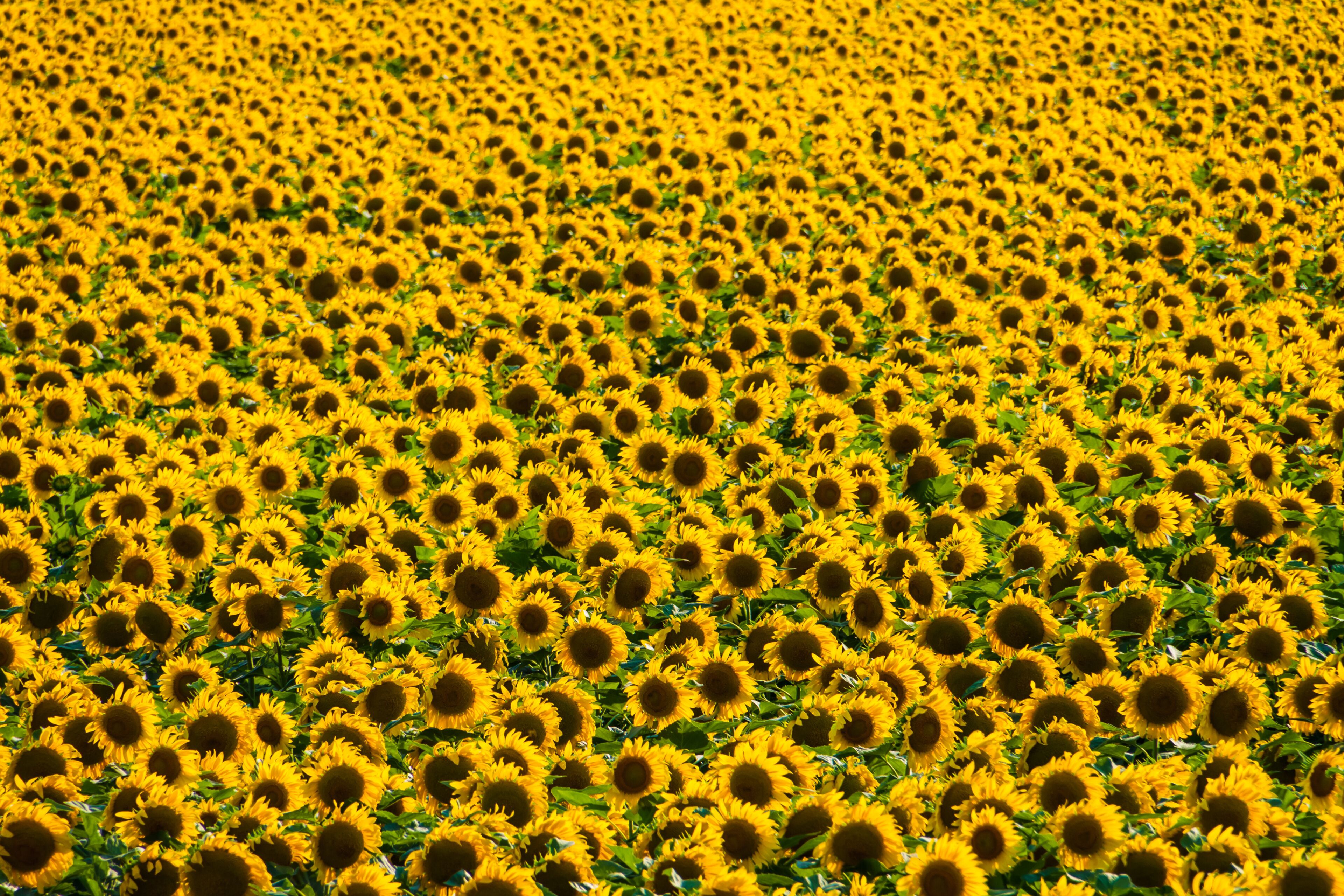 Field of Giant Sunflowers (Helianthus annuus), Ennis, Texas, USA