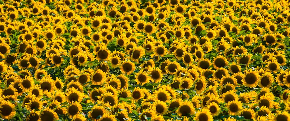 Field of Giant Sunflowers (Helianthus annuus), Ennis, Texas, USA