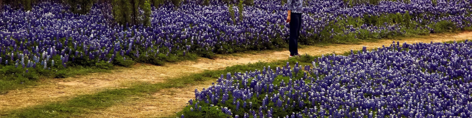 On the Bluebonnet Road deep in the Heart of Texas. Bluebonnets galore surround my wife.